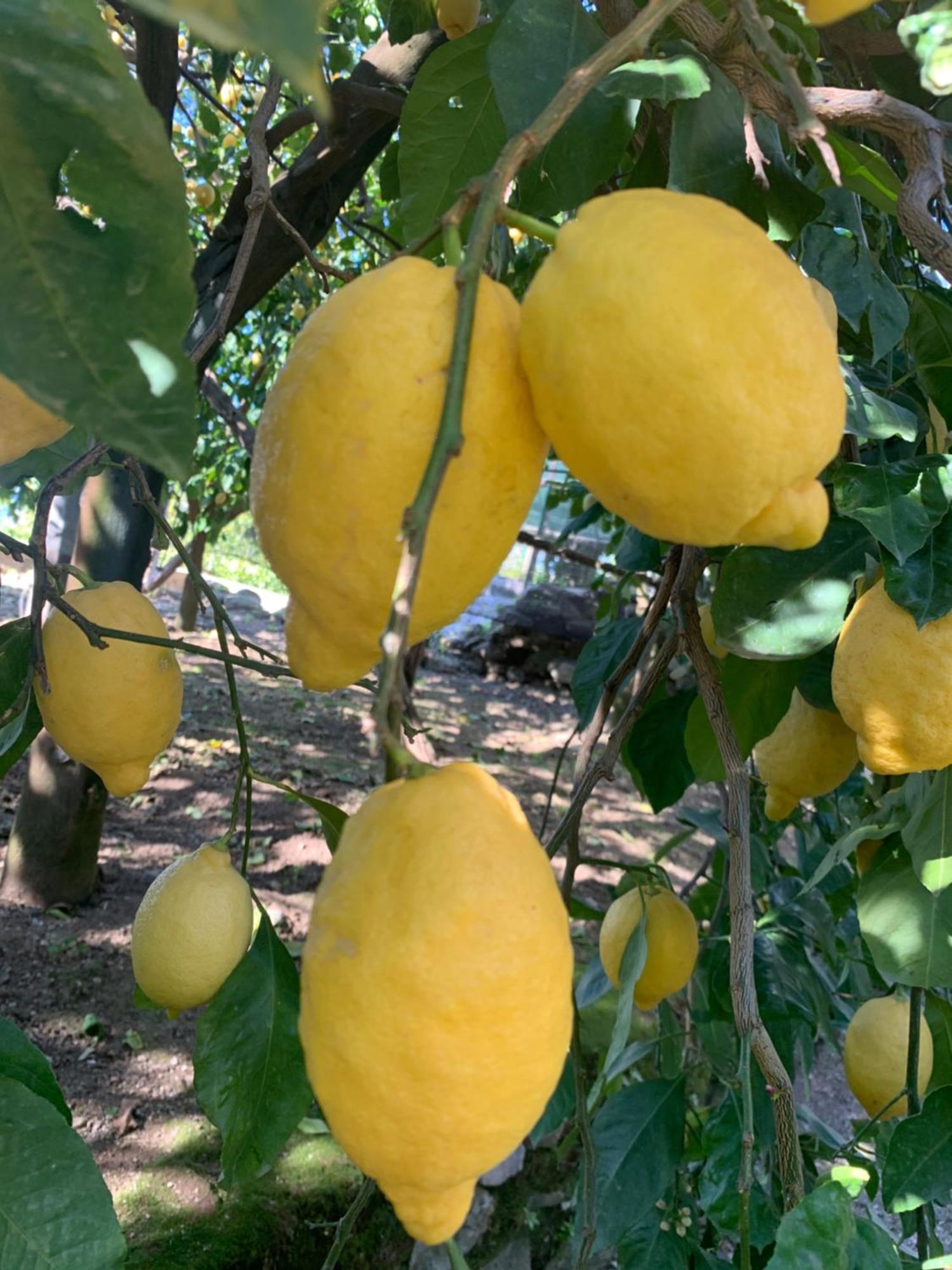 Sorrento Studios Lemons Hill Exterior photo